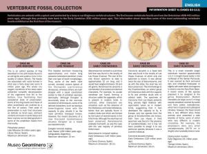 Vertebrate Fossil Collection Information Sheet 6 (Cases 83-111)