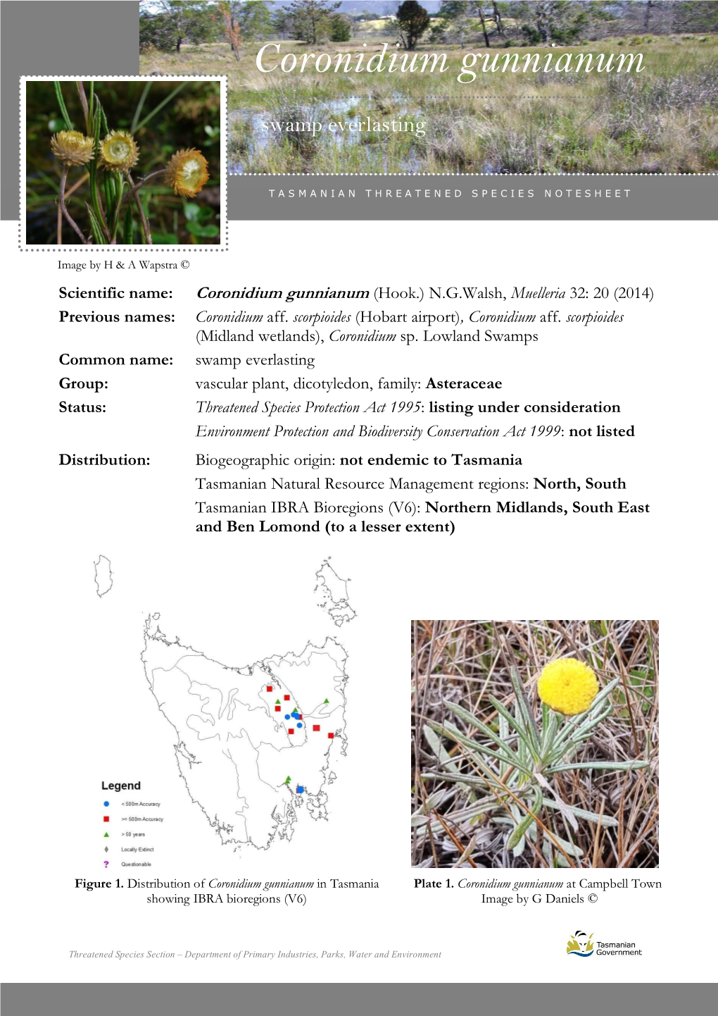 Coronidium Gunnianum (Hook.) N.G.Walsh, Muelleria 32: 20 (2014) Previous Names: Coronidium Aff