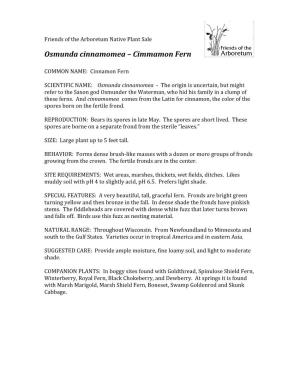 Osmunda Cinnamomea – Cimmamon Fern