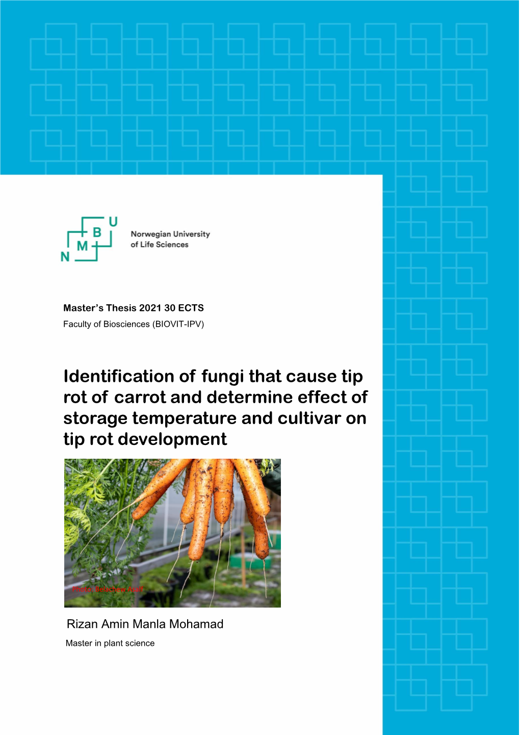 Identification of Fungi That Cause Tip Rot of Carrot and Determine Effect of Storage Temperature and Cultivar on Tip Rot Development