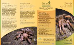 Tarantulas the Female Delays Egg Laying Until the Right Time