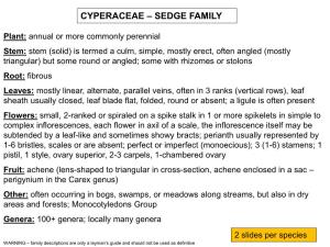 Cyperaceae – Sedge Family