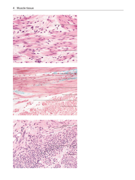 4 Muscle Tissue Smooth Muscle