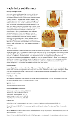 Haplothrips Subtilissimus Distinguishing Features Both Sexes Fully Winged