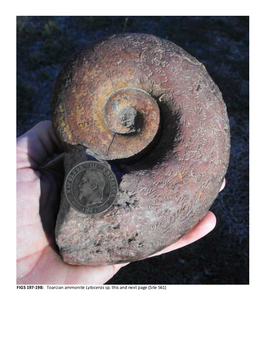 Toarcian Ammonite Lytoceras Sp. This and Next Page (Site 561)