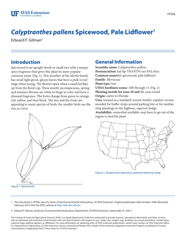 Calyptranthes Pallens Spicewood, Pale Lidflower1 Edward F