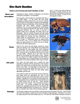 Native and Introduced Bark Beetles of Elm Figure 1