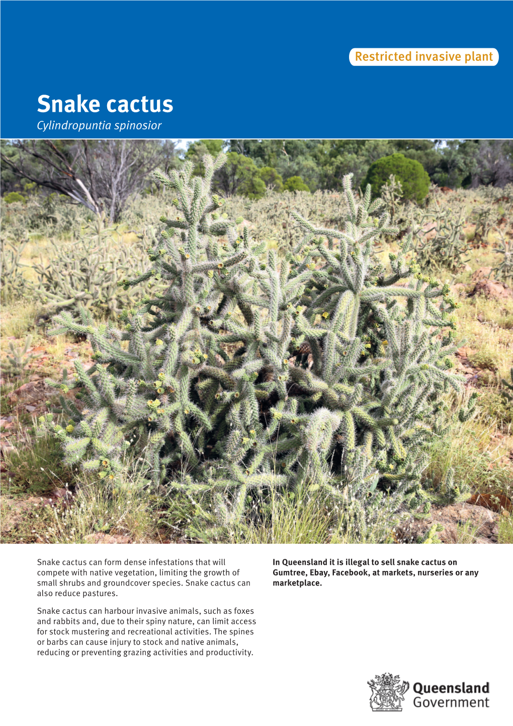 Snake Cactus (Cylindropuntia Spinosior)