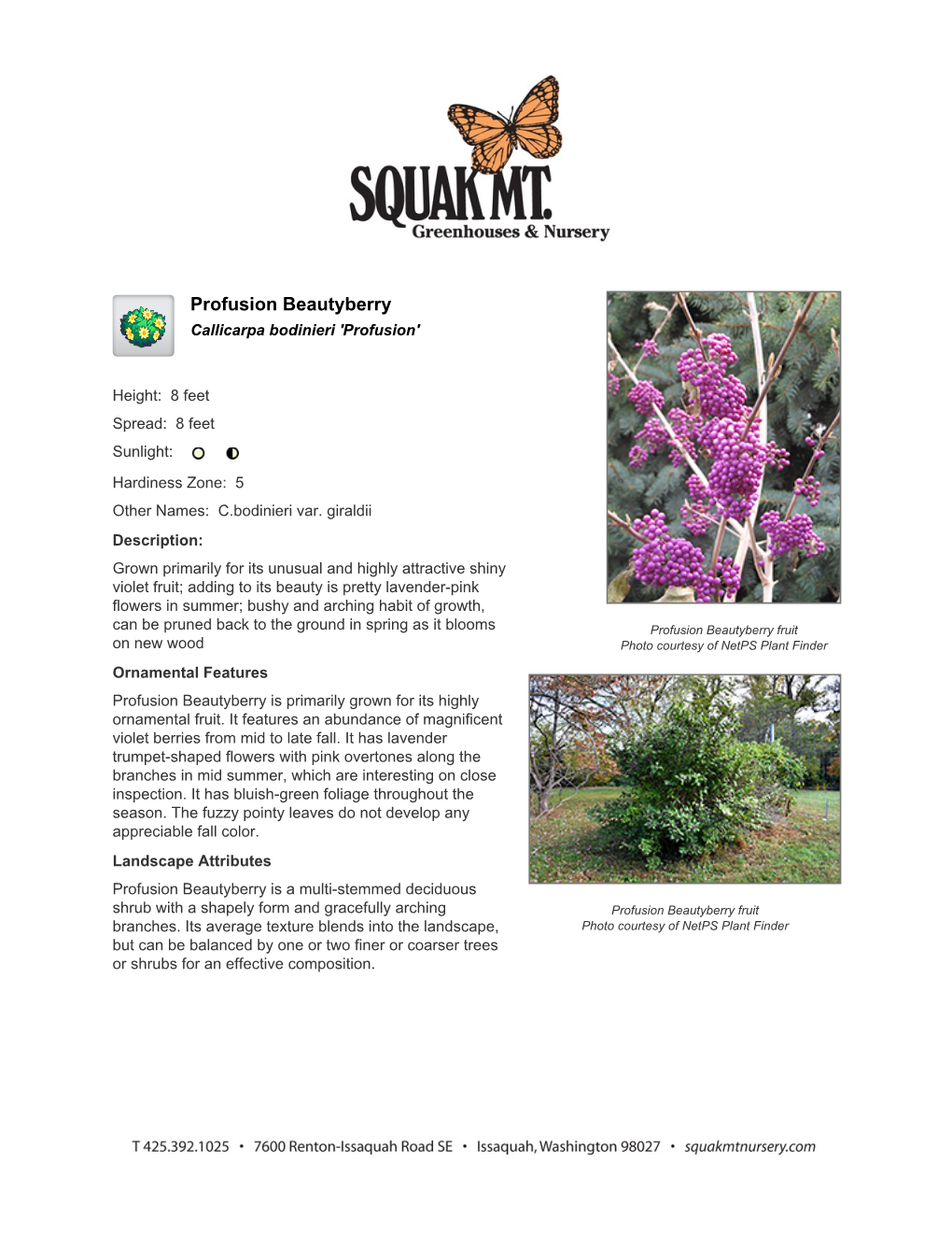 Squak Mountain Nursery Profusion Beautyberry