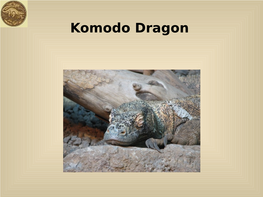 Komodo Dragon They Live in the Indonesian Islands