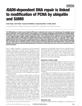 RAD6-Dependent DNA Repair Is Linked to Modification of PCNA By