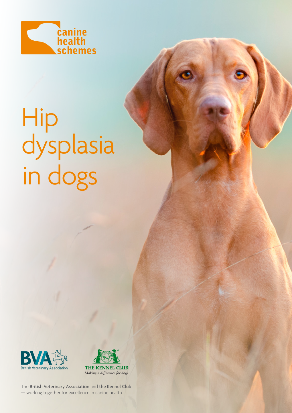 Hip Dysplasia in Dogs