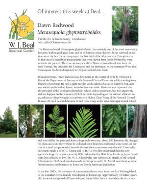 Metasequoia Glyptostroboides, Dawn Redwood