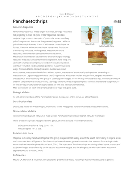 Panchaetothrips Generic Diagnosis Female Macropterous