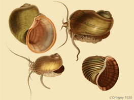 Kenneth Hayes: Invasive Ampullariidae (Apple Snails)