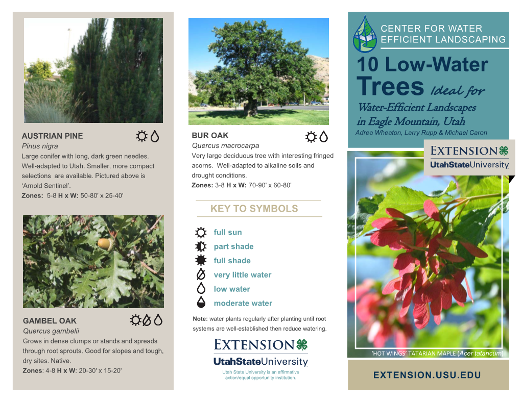 10 Low-Water Trees Ideal for Water-Efficient Landscapes in Eagle Mountain, Utah