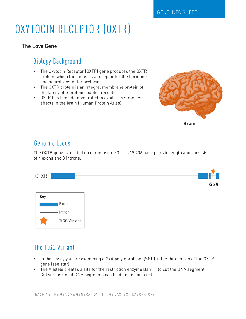 Oxytocin Receptor (Oxtr)