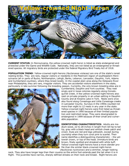 Yellow-Crowned Night-Heron Nyctanassa Violacea