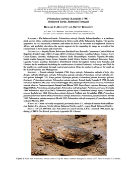Pelomedusa Subrufa (Lacépède 1788) – Helmeted Turtle, Helmeted Terrapin