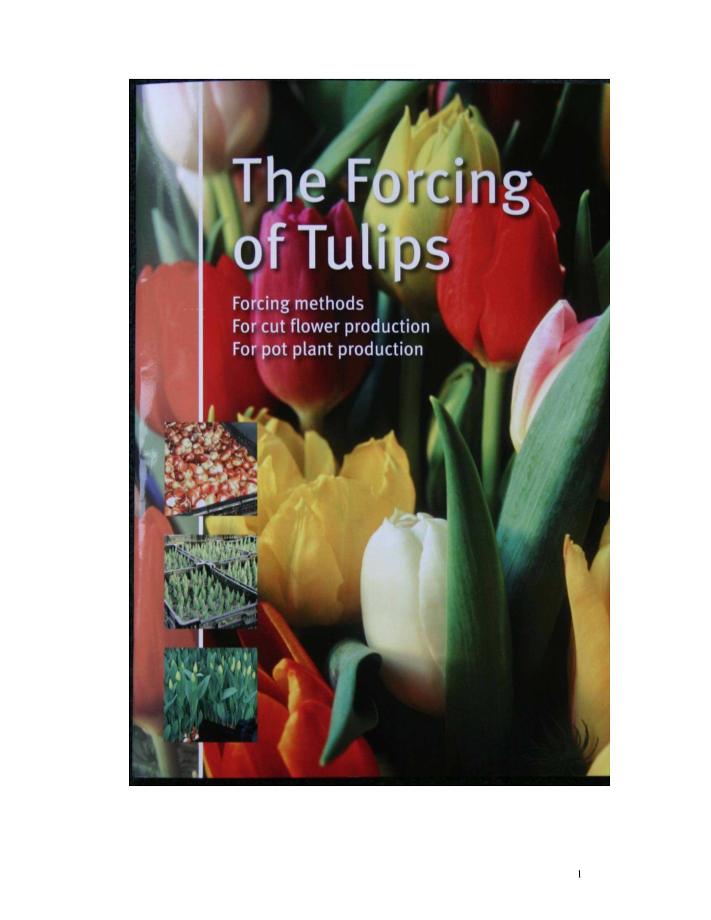 Forcing Tulips Theoretically, Tulips Can Be Brought Into Flower Year Round