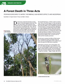 From Woodpeckers to Water, the Emerald Ash Borer's Effects Are Widespread