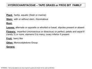 HYDROCHARITACEAE – TAPE GRASS Or FROG BIT FAMILY
