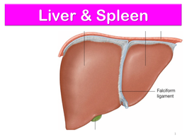 Anatomy of Liver and Spleen