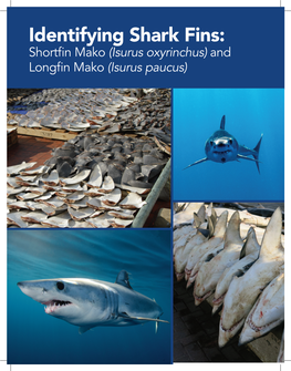 Identifying Shark Fins
