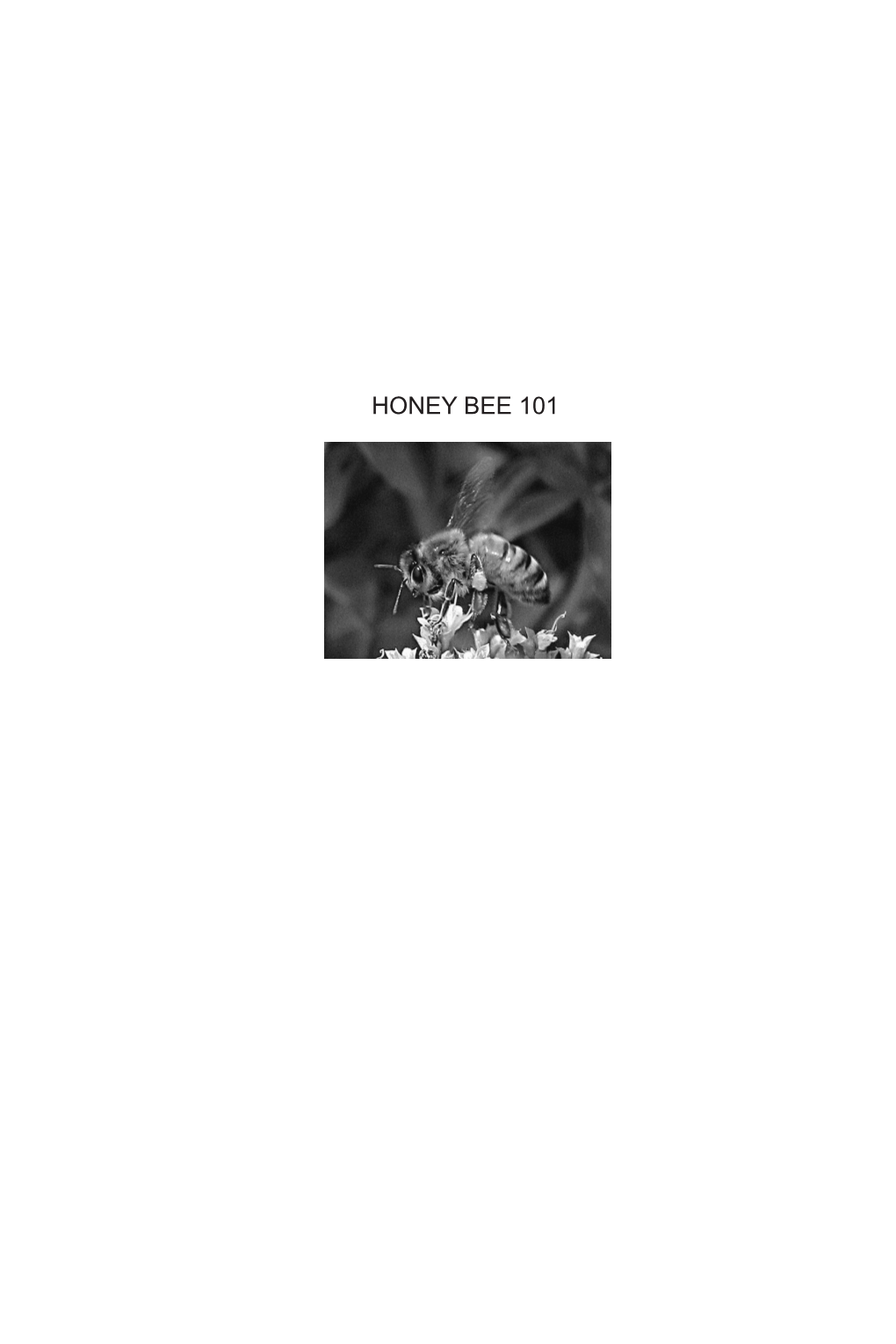 Honey Bee 101