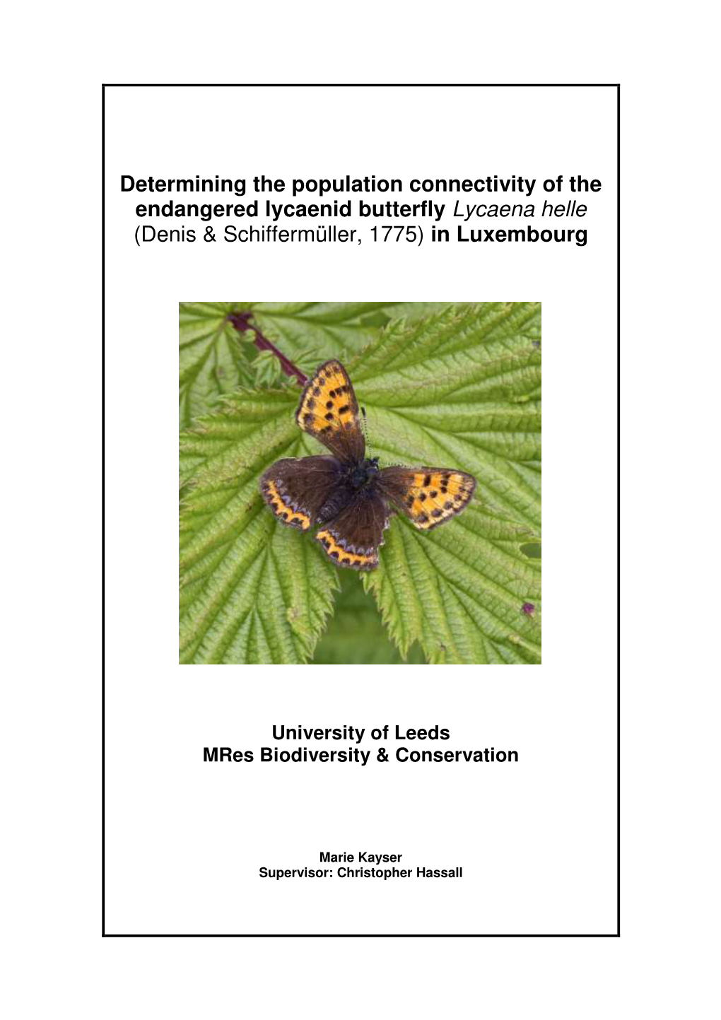 Determining the Population Connectivity of the Endangered Lycaenid Butterfly Lycaena Helle (Denis & Schiffermüller, 1775) in Luxembourg