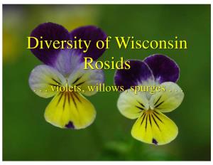 Diversity of Wisconsin Rosids