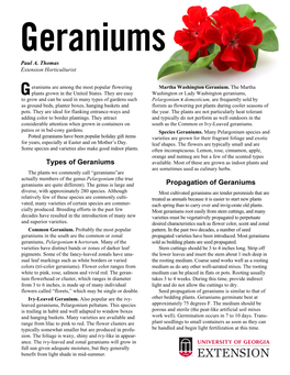 Types of Geraniums Propagation of Geraniums