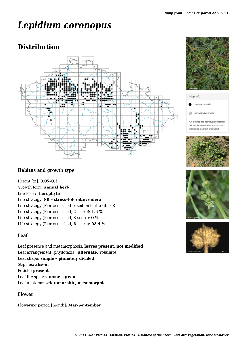 Detail Lepidium Coronopus 20. 6. 2021