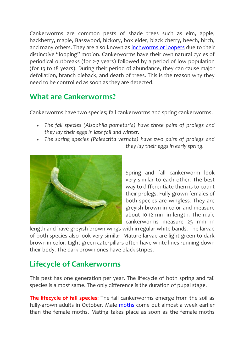 Lifecycle of Cankerworms