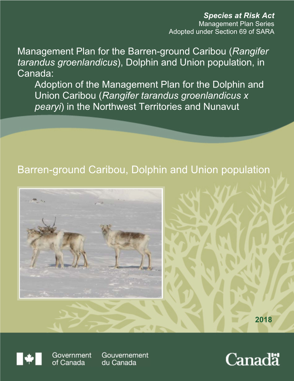 Barren Ground Caribou (Rangifer Tarandus Groenlandicus)