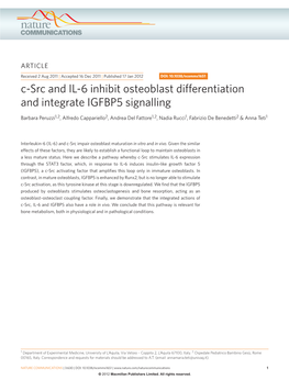 C-Src and IL-6 Inhibit Osteoblast Differentiation and Integrate IGFBP5 Signalling