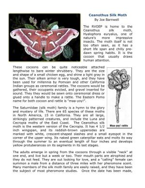 Ceanothus Silk Moth by Joe Barnwell