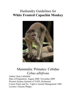 White Fronted Capuchin Monkey