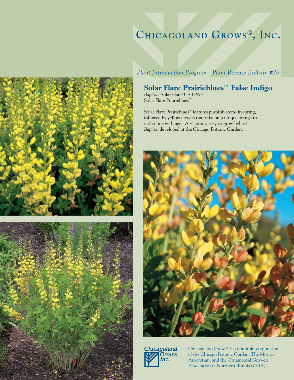 Solar Flare Prairieblues™ False Indigo Baptisia ‘Solar Flare’ US PPAF Solar Flare Prairieblues™