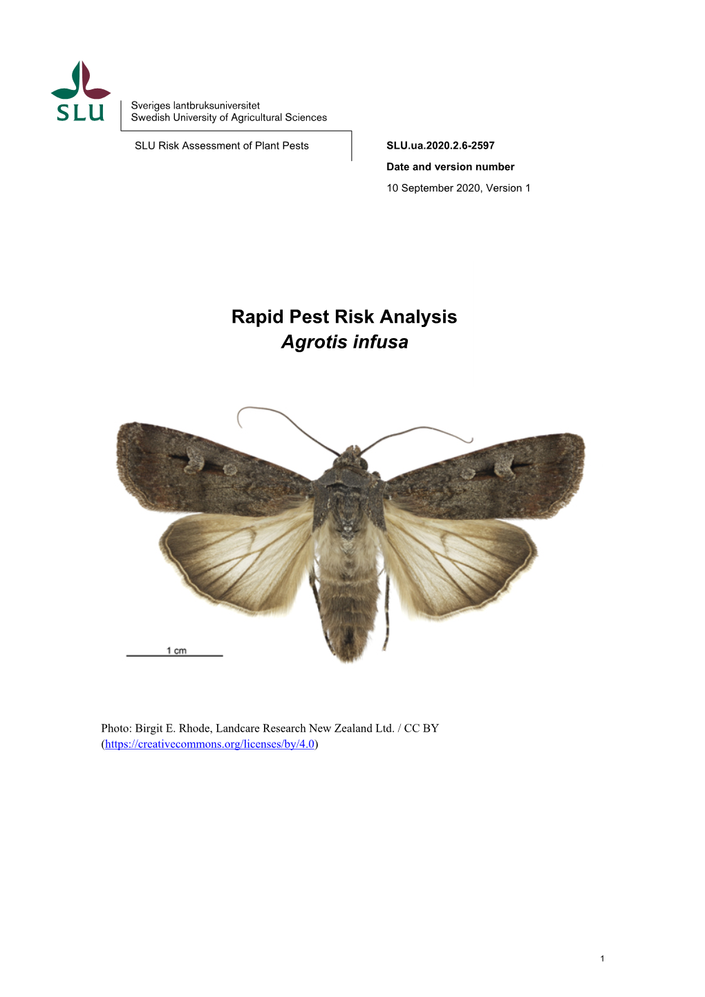 Rapid Pest Risk Analysis Agrotis Infusa Rapid Pest Risk Analysis