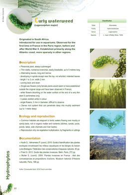 Species Fact Sheet for Lagarosiphon Major