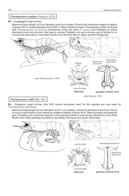 With Trachypenaeus Curvirostris (Sometimes Under the Name T