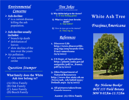 White Ash Tree Fraxinus Americana