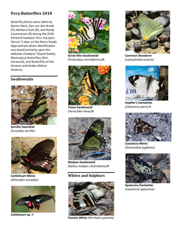 Peru Butterflies 2018