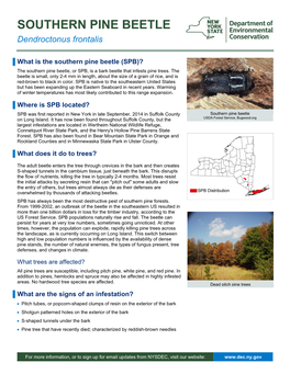 Southern Pine Beetle Fact Sheet