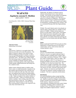 WAPATO Infusion of Arrowhead Roots to Clean and Treat Wounds