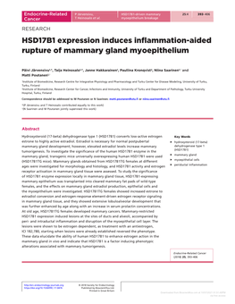 HSD17B1 Expression Induces Inflammation-Aided Rupture of Mammary Gland Myoepithelium