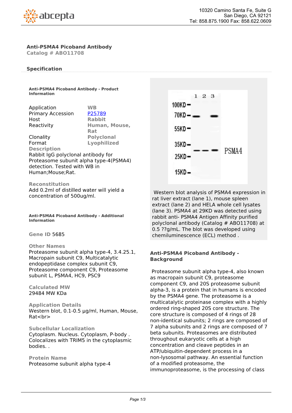 Anti-PSMA4 Picoband Antibody Catalog # ABO11708