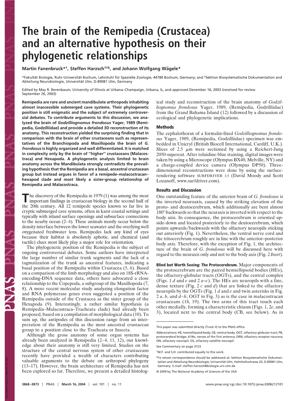 The Brain of the Remipedia (Crustacea) and an Alternative Hypothesis on Their Phylogenetic Relationships