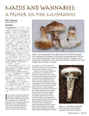 Matsis and Wannabees: a Primer on Pine Mushrooms